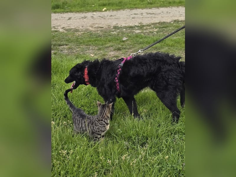 ❤️ Janja Sportlicher Hund mit Kuschelbonus