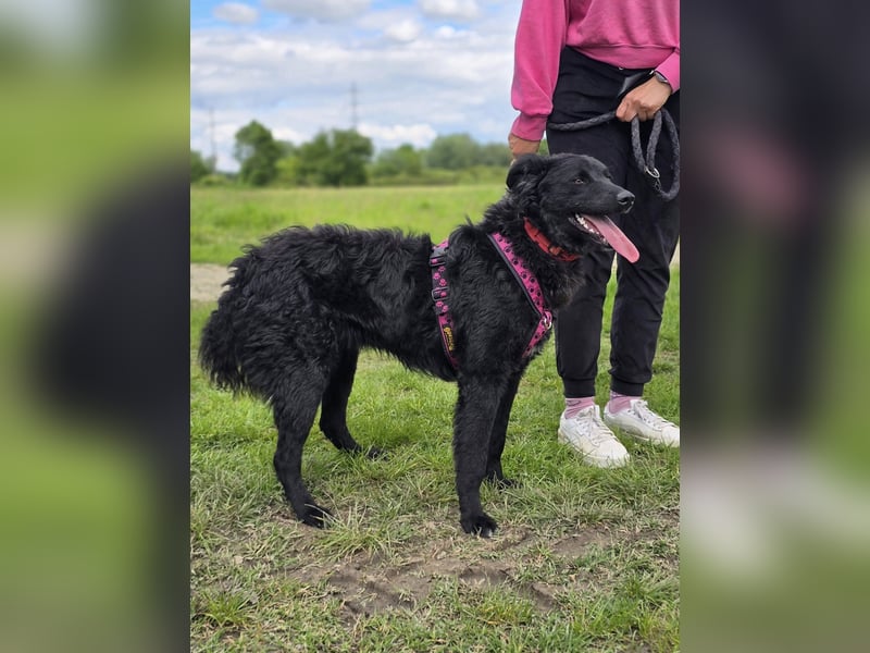 ❤️ Janja Sportlicher Hund mit Kuschelbonus