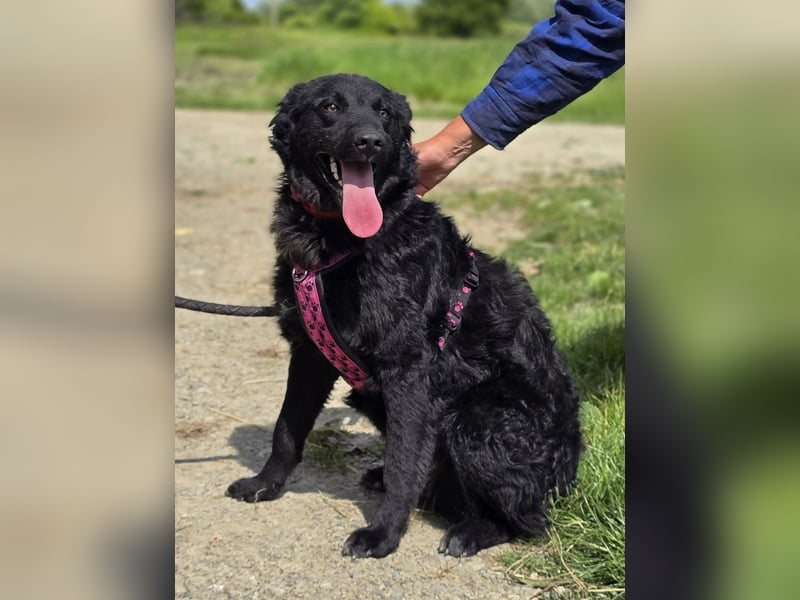 ❤️ Janja Sportlicher Hund mit Kuschelbonus