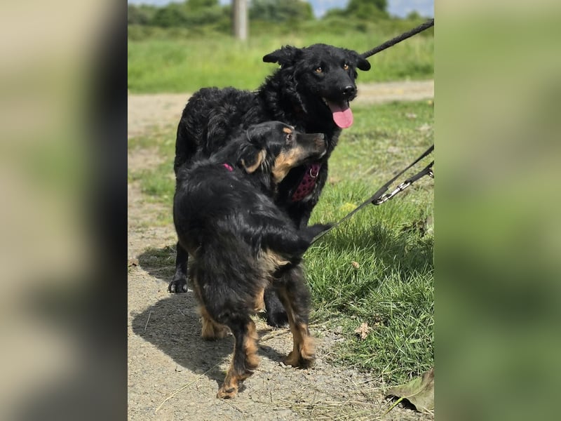 ❤️ Janja Sportlicher Hund mit Kuschelbonus