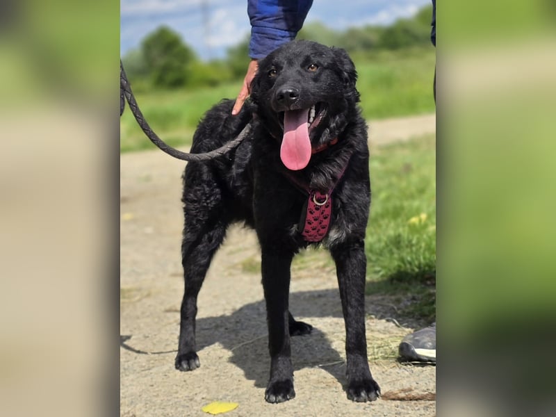 ❤️ Janja Sportlicher Hund mit Kuschelbonus
