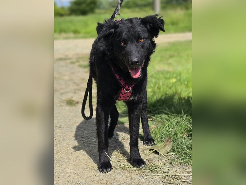 ❤️ Janja Sportlicher Hund mit Kuschelbonus
