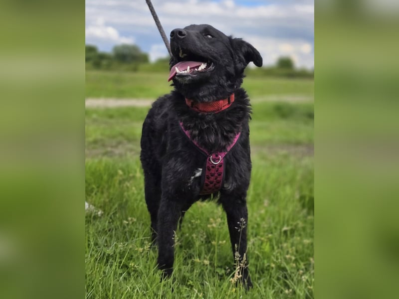 ❤️ Janja Sportlicher Hund mit Kuschelbonus