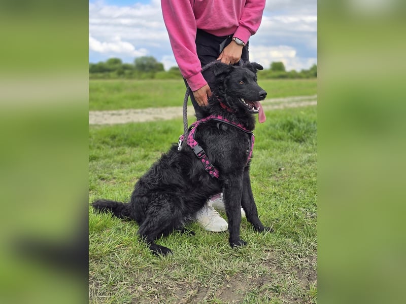 ❤️ Janja Sportlicher Hund mit Kuschelbonus