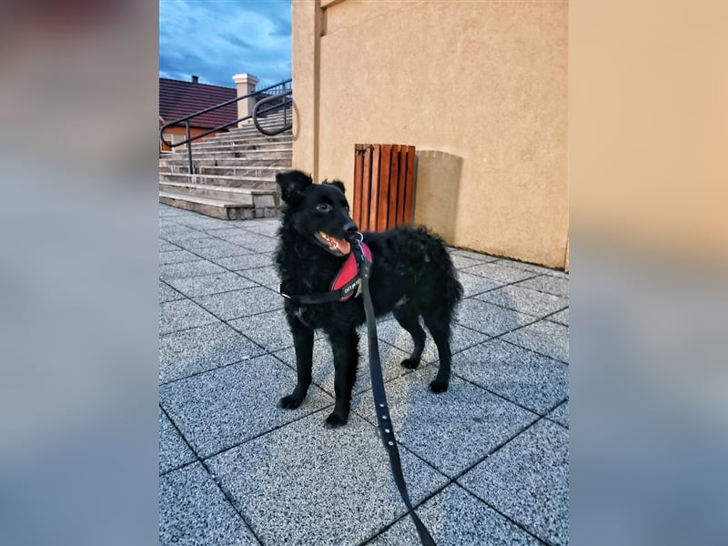 Nele sucht ein Zuhause