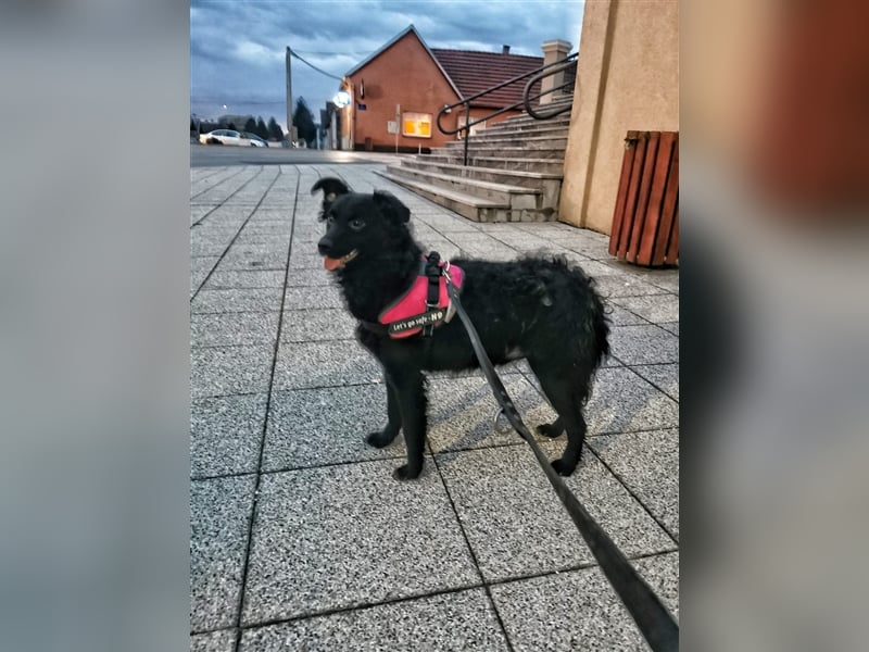Nele sucht ein Zuhause