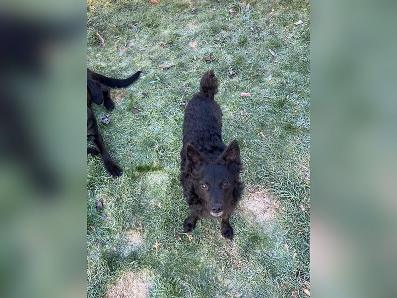 Girica kroatischer Schäferhund Mischling Hündin Junghund sucht Zuhause für immer
