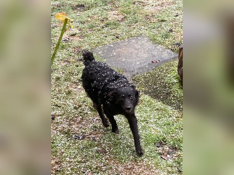 Girica kroatischer Schäferhund Mischling Hündin Junghund sucht Zuhause für immer