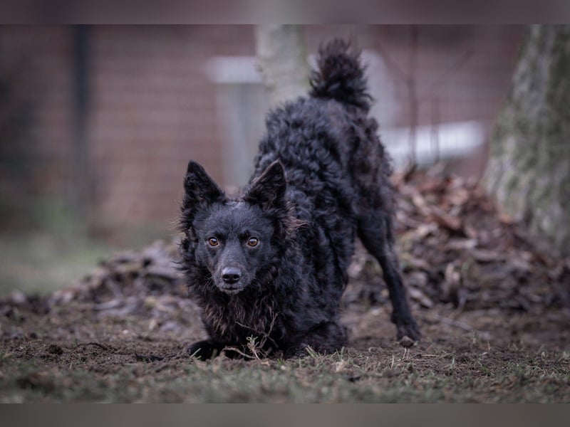 Girica kroatischer Schäferhund Mischling Hündin Junghund sucht Zuhause für immer