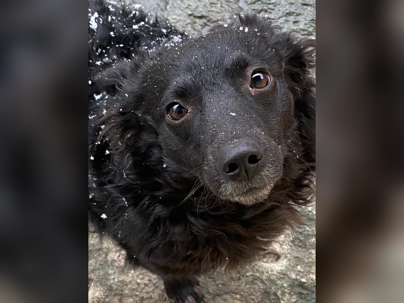 Girica kroatischer Schäferhund Mischling Hündin Junghund sucht Zuhause für immer