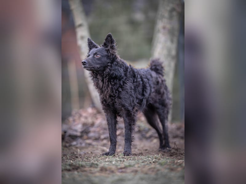 Girica kroatischer Schäferhund Mischling Hündin Junghund sucht Zuhause für immer