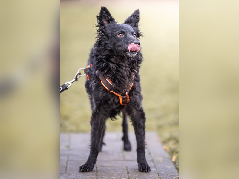 Girica kroatischer Schäferhund Mischling Hündin Junghund sucht Zuhause für immer