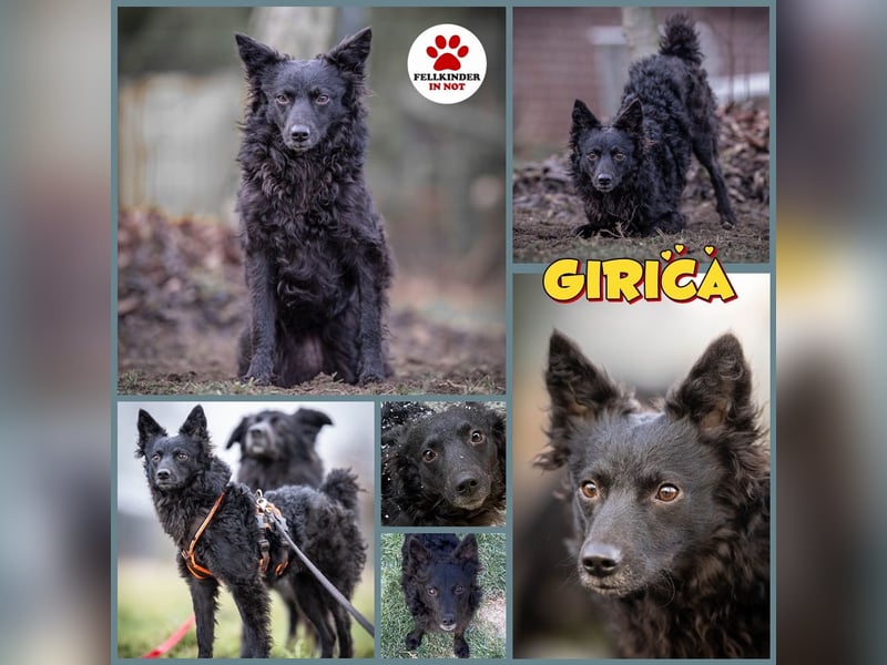 Girica kroatischer Schäferhund Mischling Hündin Junghund sucht Zuhause für immer