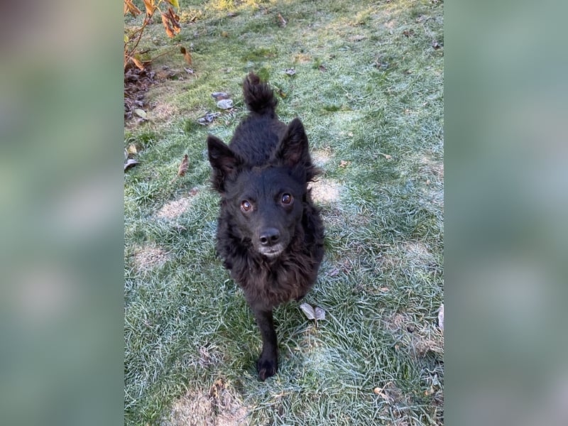 Girica kroatischer Schäferhund Mischling Hündin Junghund sucht Zuhause für immer