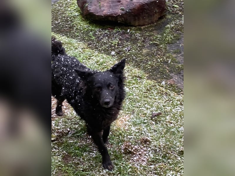 Girica kroatischer Schäferhund Mischling Hündin Junghund sucht Zuhause für immer