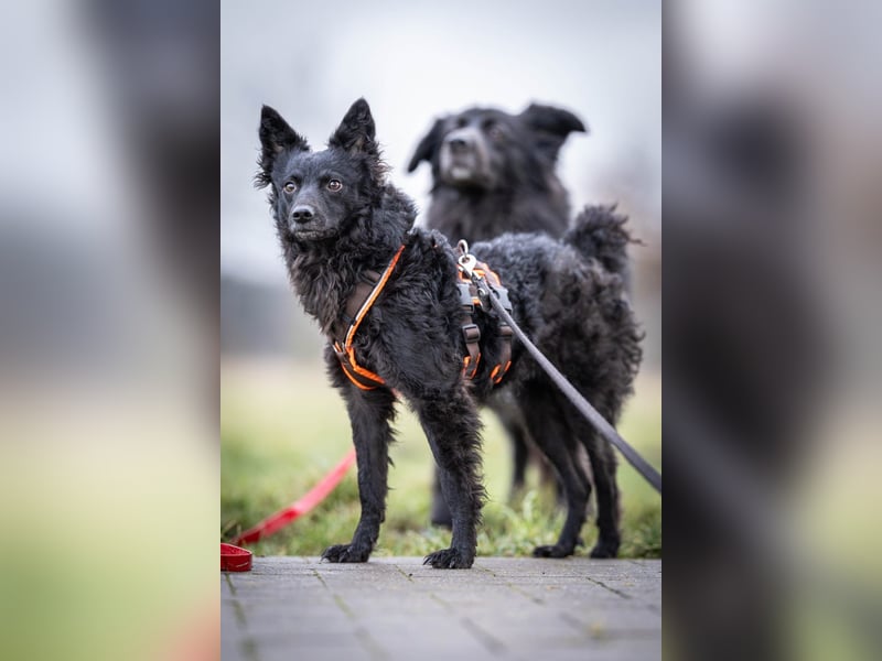 Girica kroatischer Schäferhund Mischling Hündin Junghund sucht Zuhause für immer