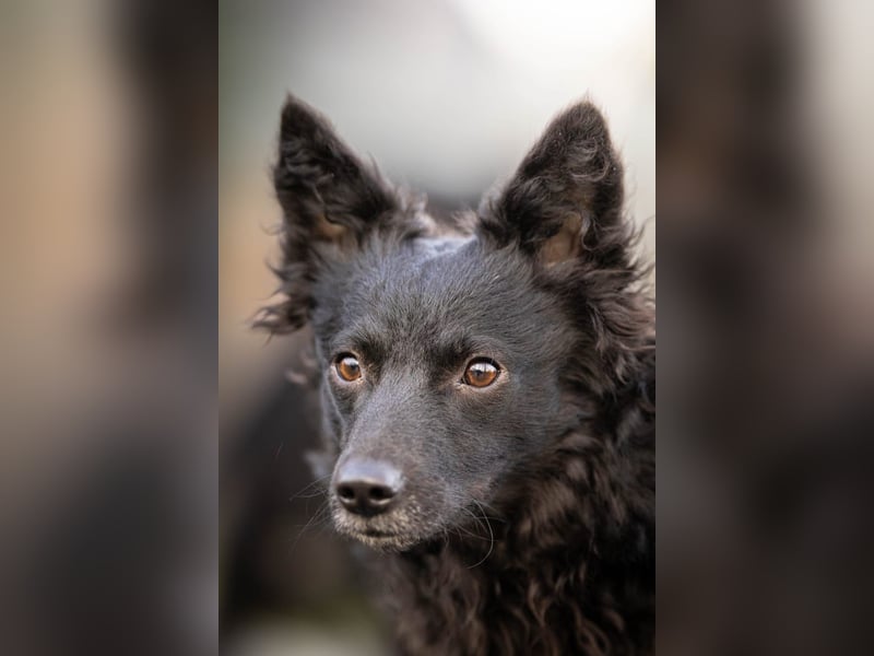 Girica kroatischer Schäferhund Mischling Hündin Junghund sucht Zuhause für immer