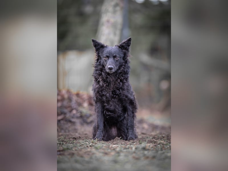 Girica kroatischer Schäferhund Mischling Hündin Junghund sucht Zuhause für immer