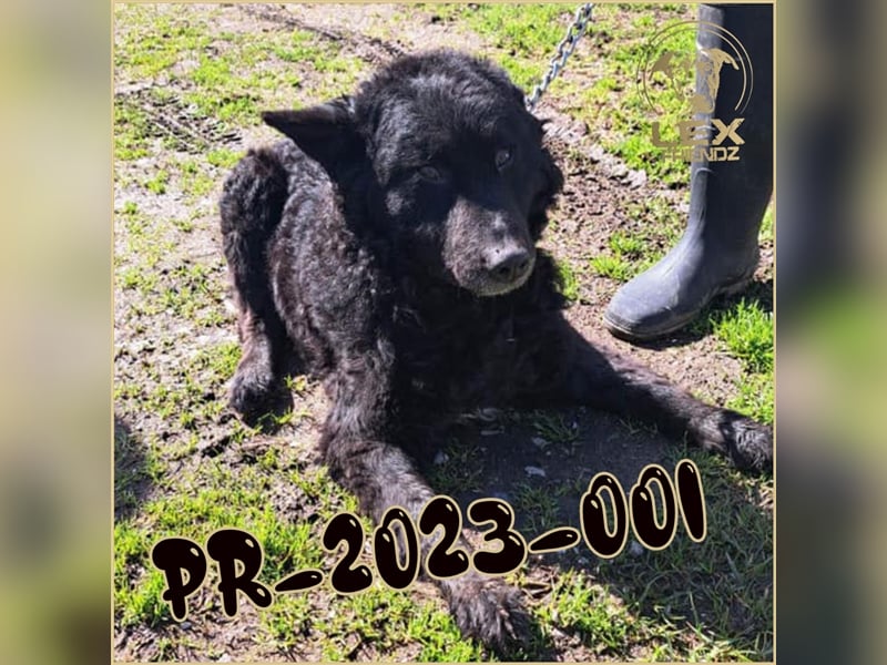 PR-2023-001 hofft auf Rettung