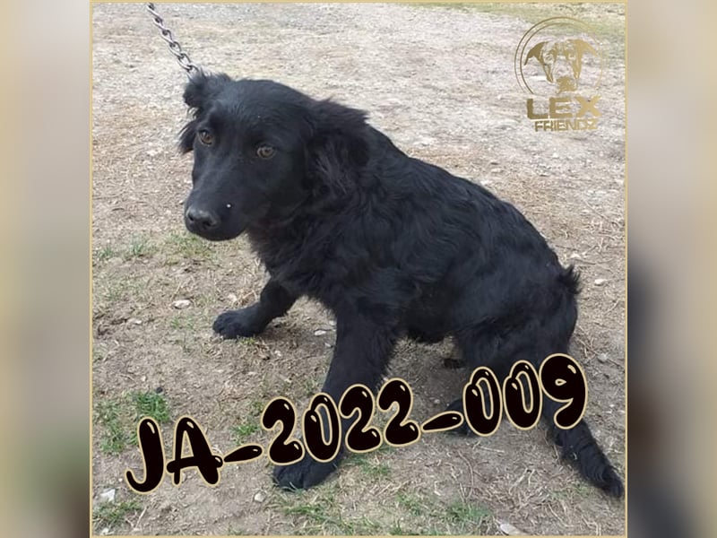 JA-2022-009 hofft auf Rettung