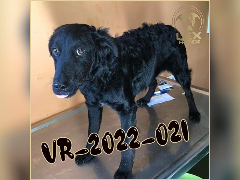 VR-2022-021 hofft auf Rettung