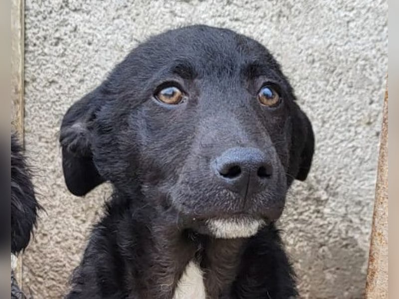 Jane ❤️ neugieres, liebes Hundemädchen