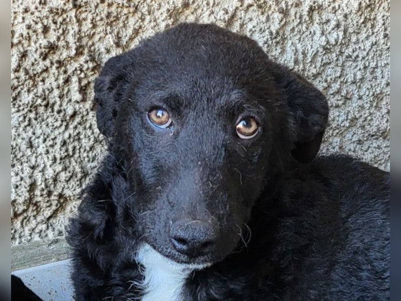 Jane ❤️ neugieres, liebes Hundemädchen