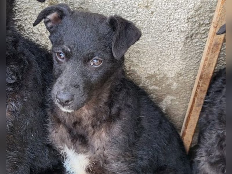 Elsie ❤️ süßes, verspieltes Hundemädl