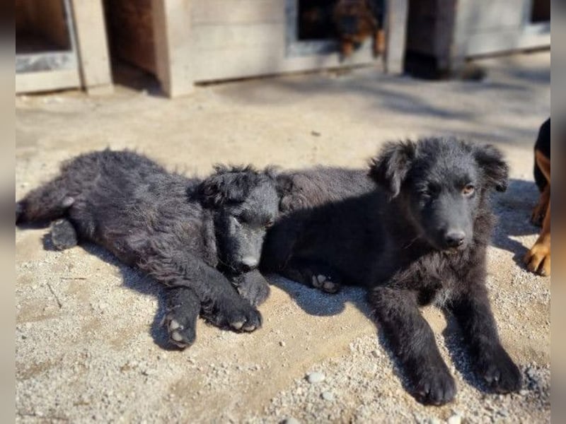 GORDI❤️liebes, verschmustes kroat. Schäferhund-Mix-Mädel