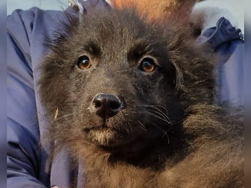 GORDI❤️liebes, verschmustes kroat. Schäferhund-Mix-Mädel
