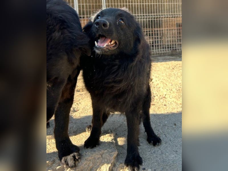 GORDI❤️liebes, verschmustes kroat. Schäferhund-Mix-Mädel