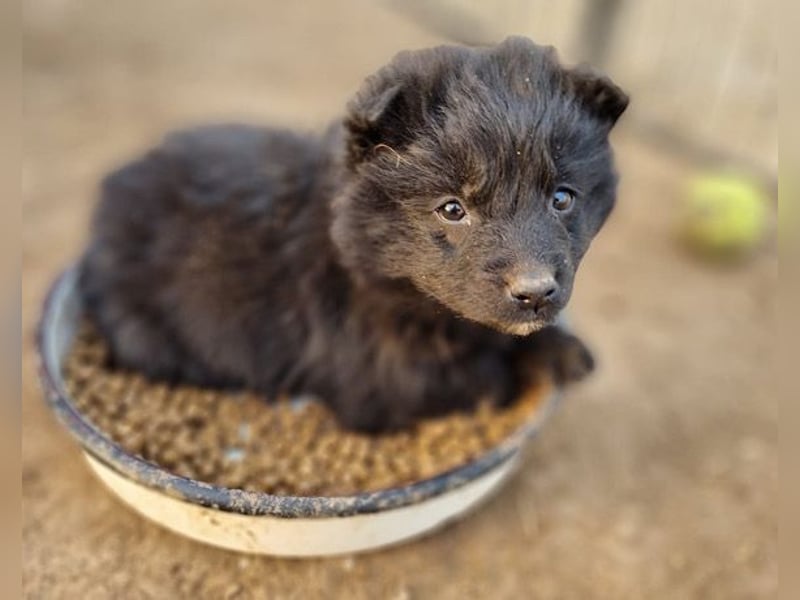 GORDI❤️liebes, verschmustes kroat. Schäferhund-Mix-Mädel