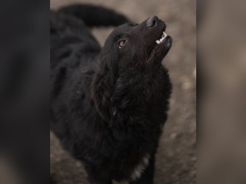 GORDI❤️liebes, verschmustes kroat. Schäferhund-Mix-Mädel