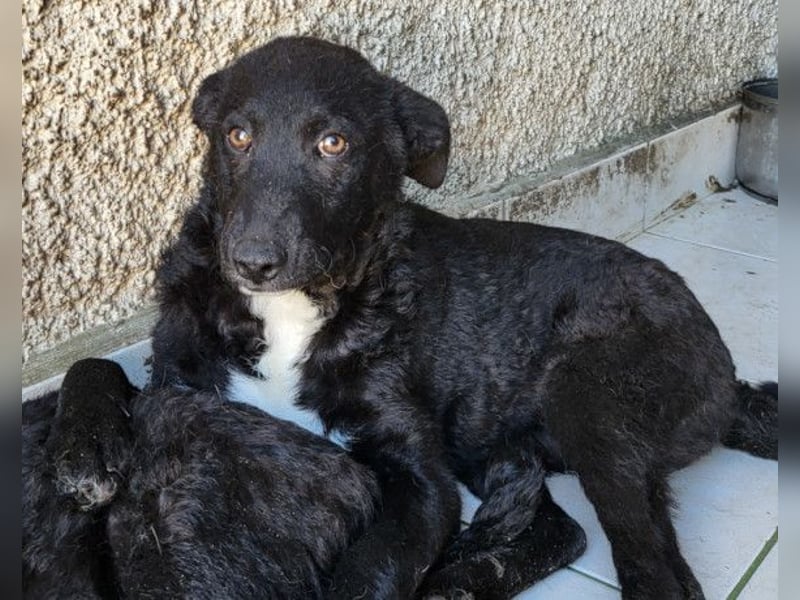 Jane ❤️ neugieres, liebes Hundemädchen