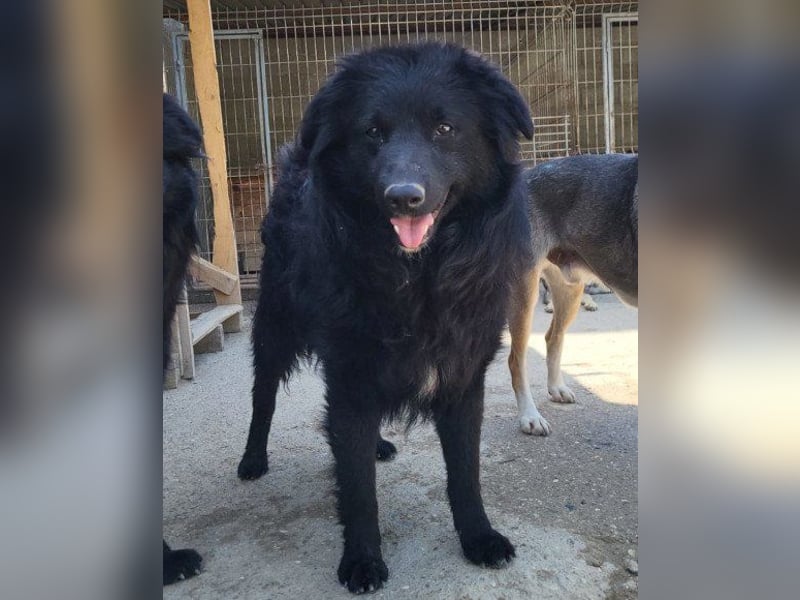 GORDI❤️liebes, verschmustes kroat. Schäferhund-Mix-Mädel