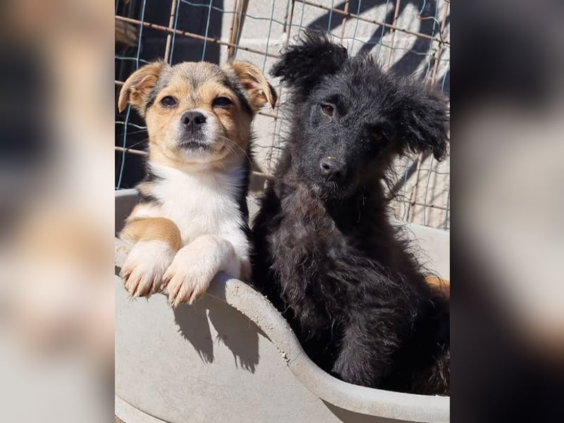 GORDI❤️liebes, verschmustes kroat. Schäferhund-Mix-Mädel