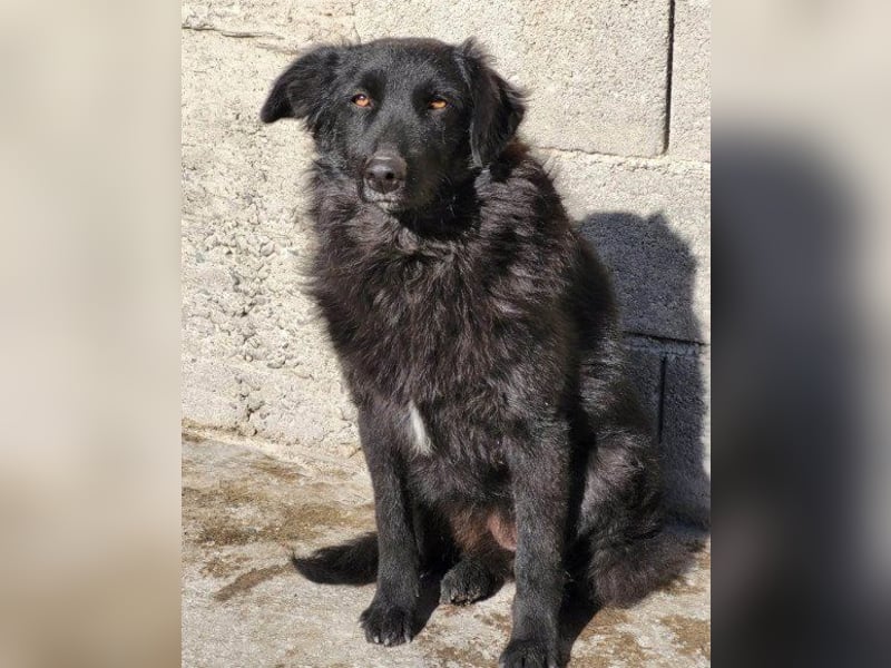 GORDI❤️liebes, verschmustes kroat. Schäferhund-Mix-Mädel