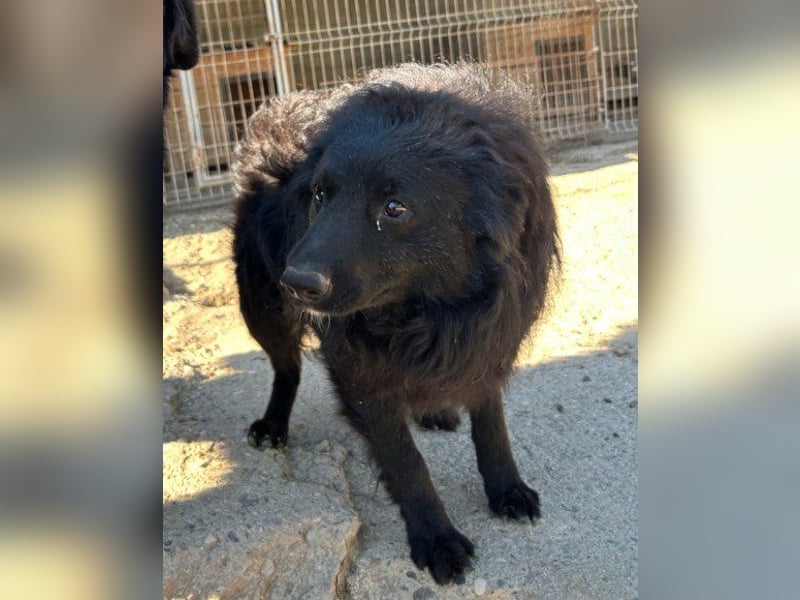 GORDI❤️liebes, verschmustes kroat. Schäferhund-Mix-Mädel