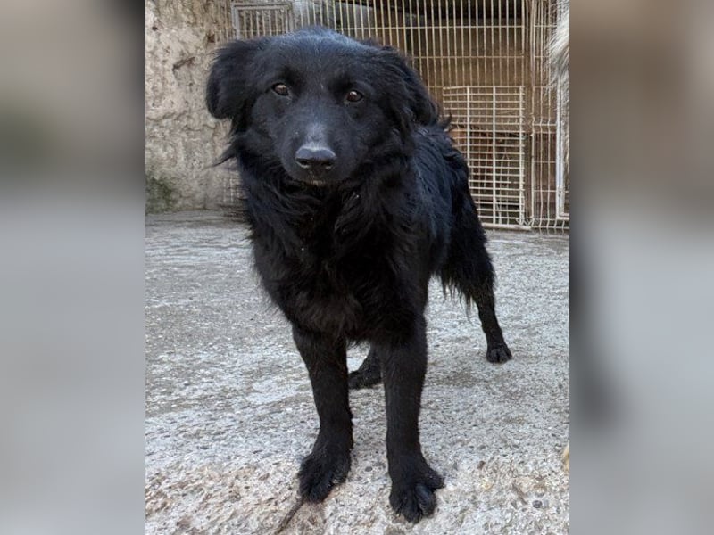 GORDI❤️liebes, verschmustes kroat. Schäferhund-Mix-Mädel