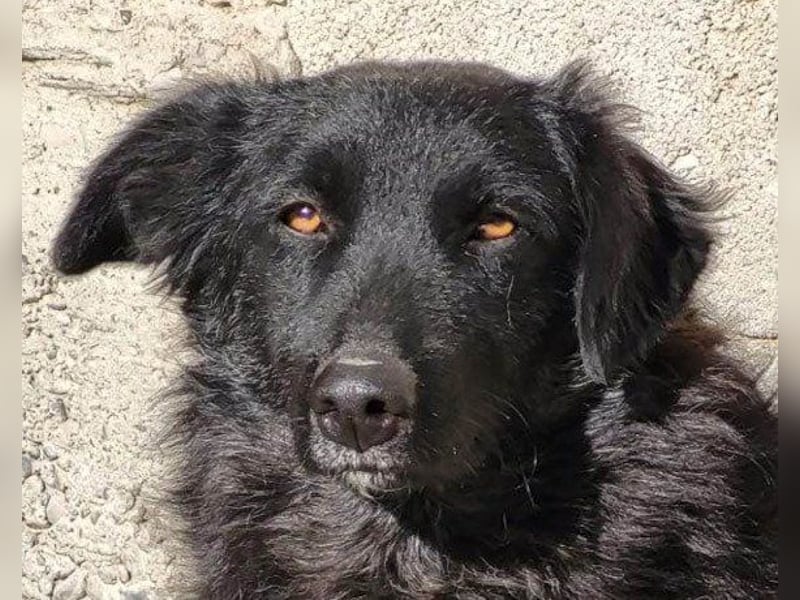 GORDI❤️liebes, verschmustes kroat. Schäferhund-Mix-Mädel