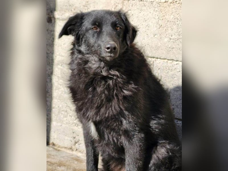 GORDI❤️liebes, verschmustes kroat. Schäferhund-Mix-Mädel