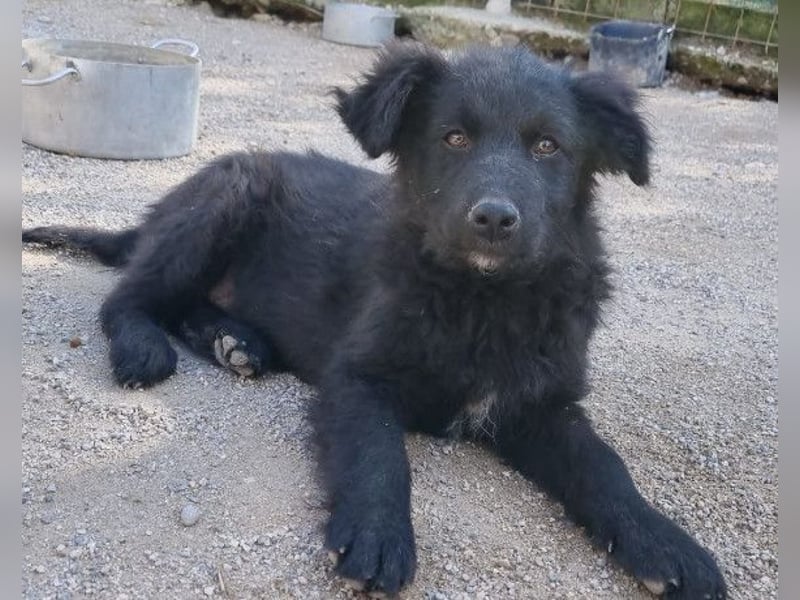 GORDI❤️liebes, verschmustes kroat. Schäferhund-Mix-Mädel