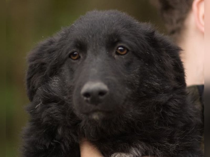 GORDI❤️liebes, verschmustes kroat. Schäferhund-Mix-Mädel