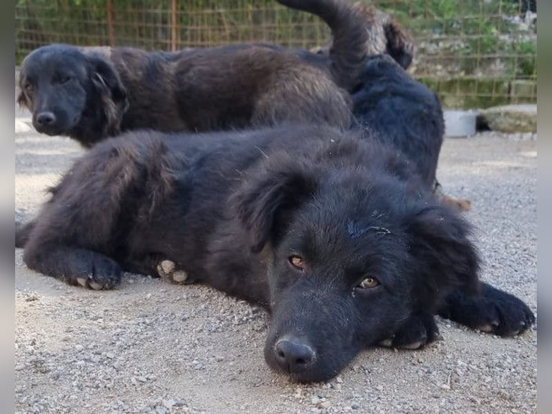GORDI❤️liebes, verschmustes kroat. Schäferhund-Mix-Mädel
