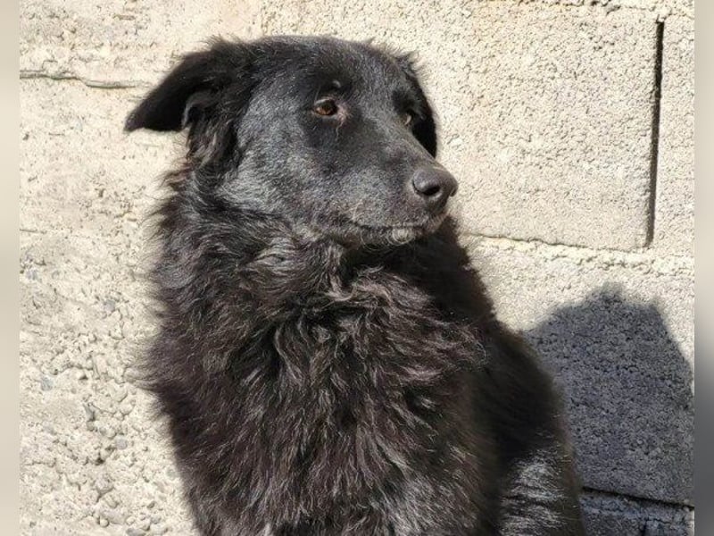 GORDI❤️liebes, verschmustes kroat. Schäferhund-Mix-Mädel