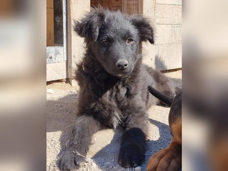 GORDI❤️liebes, verschmustes kroat. Schäferhund-Mix-Mädel