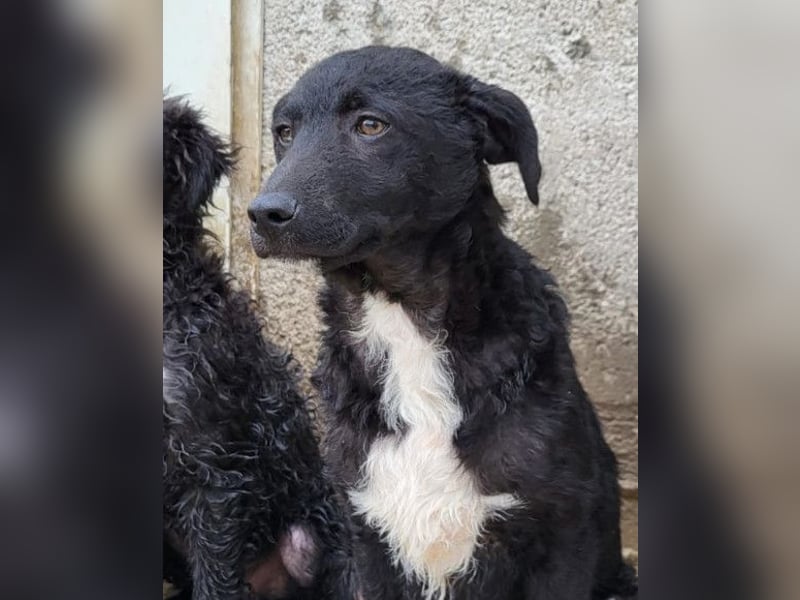Jane ❤️ neugieres, liebes Hundemädchen