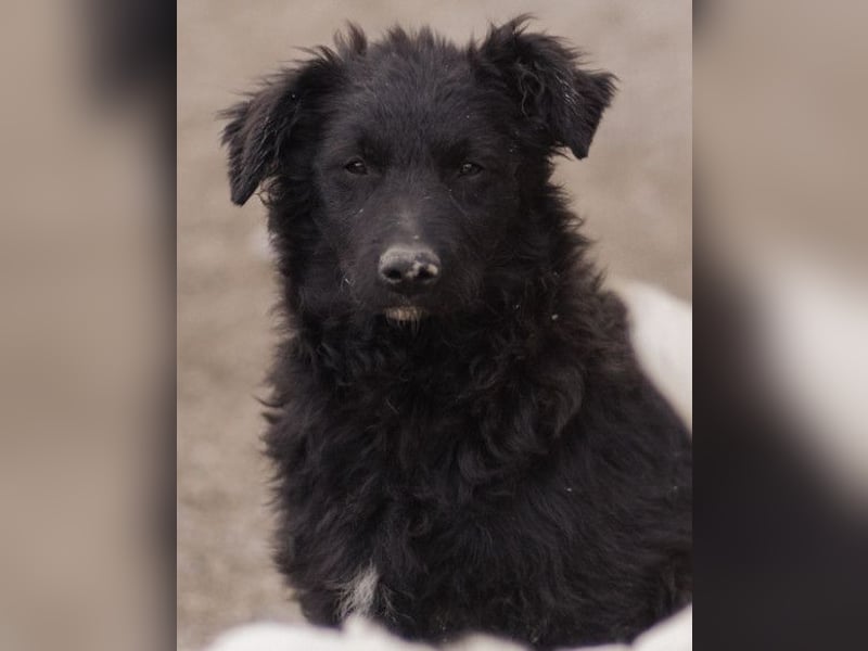 GORDI❤️liebes, verschmustes kroat. Schäferhund-Mix-Mädel