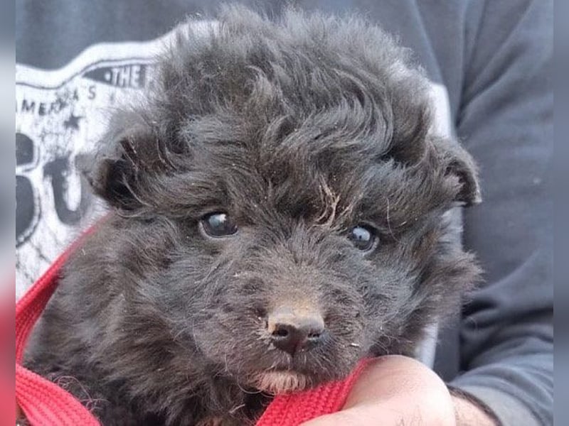 GORDI❤️liebes, verschmustes kroat. Schäferhund-Mix-Mädel
