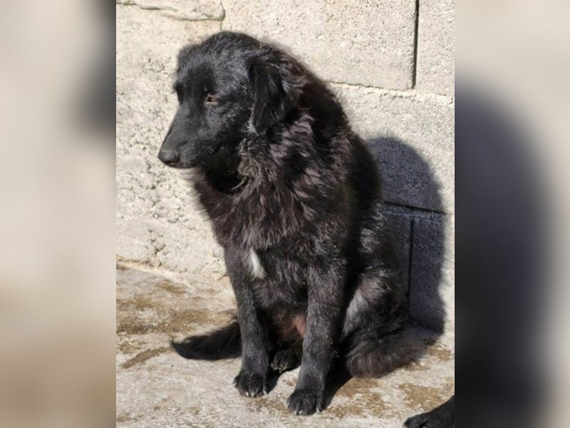 GORDI❤️liebes, verschmustes kroat. Schäferhund-Mix-Mädel